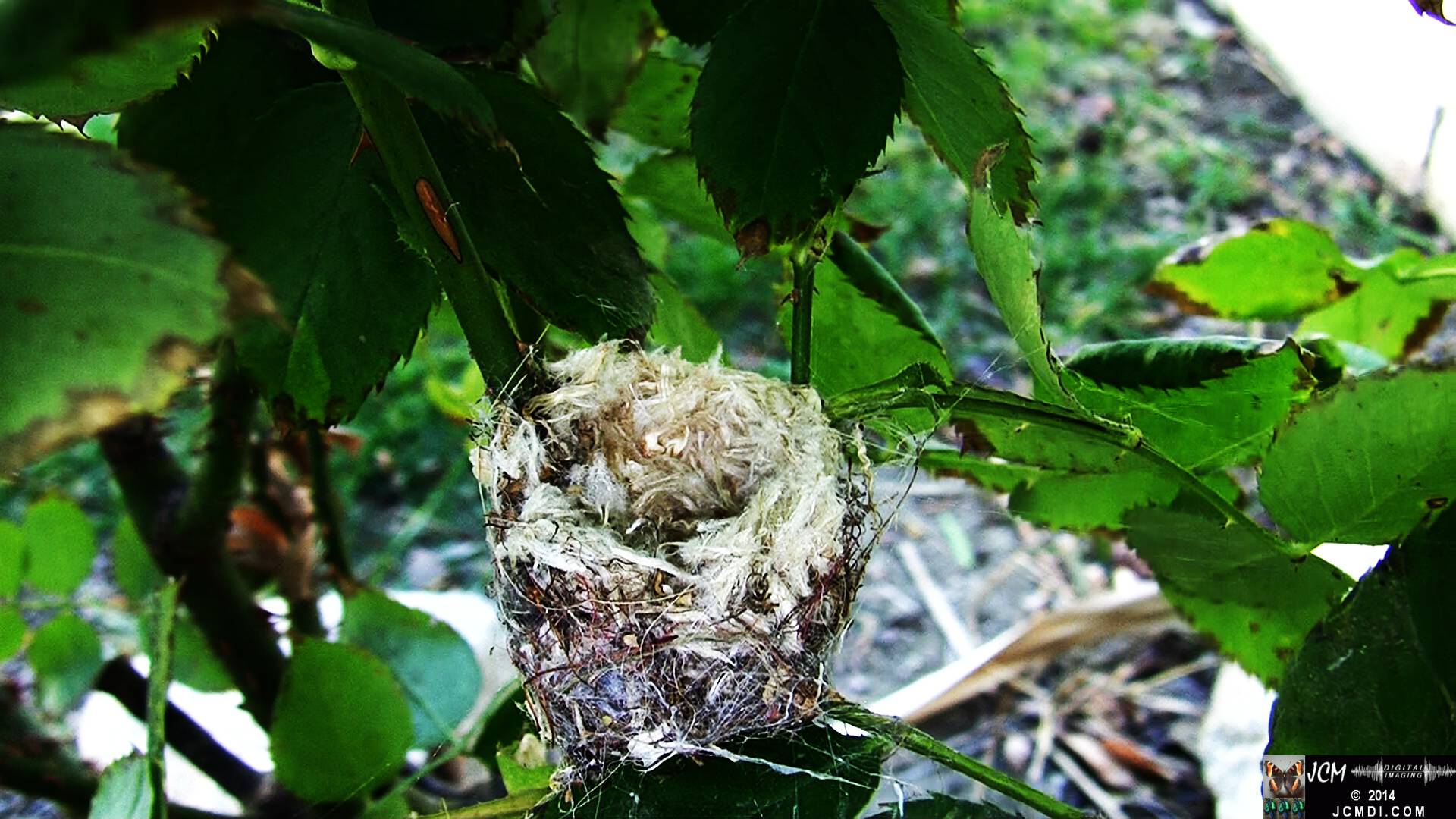 Allen's Hummingbird female in nest 